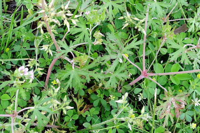 Geranium carolinianum - leaves