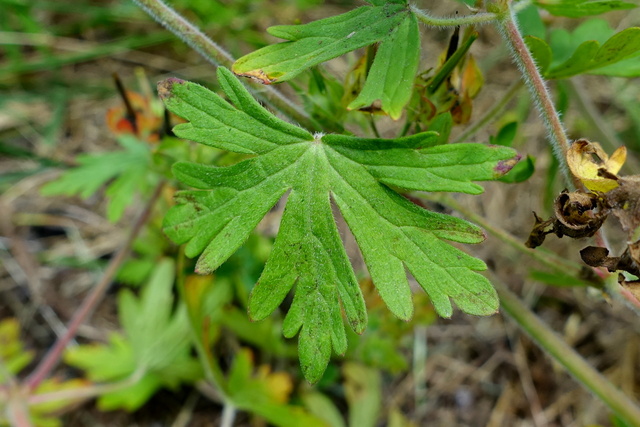 Geranium carolinianum - leaves