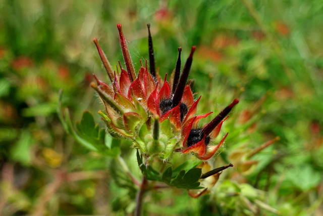 Geranium carolinianum - seedpods