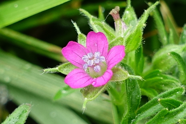 Geranium dissectum