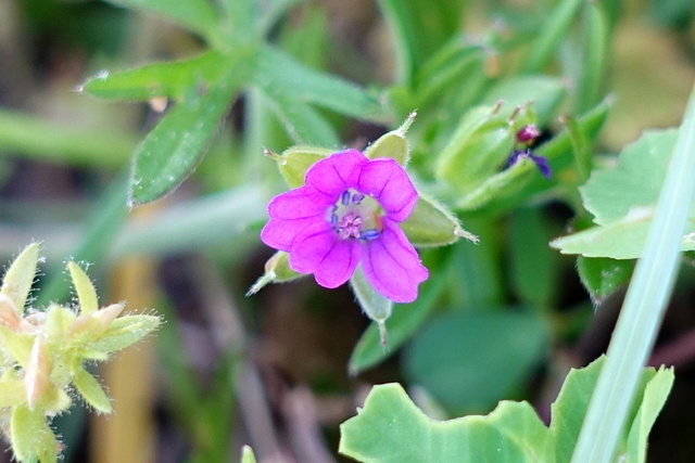 Geranium dissectum