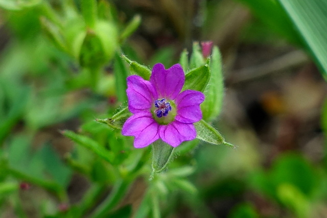 Geranium dissectum