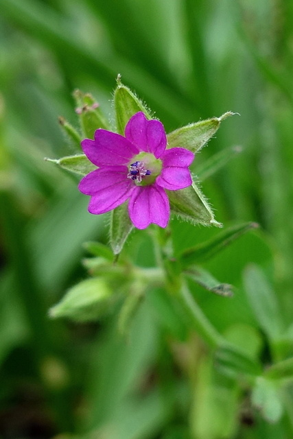 Geranium dissectum