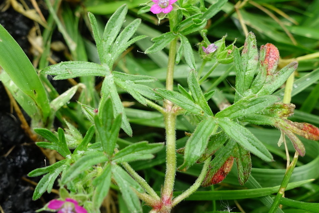 Geranium dissectum - leaves