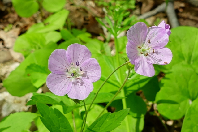 Geranium maculatum