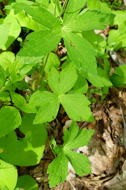 Geranium maculatum - leaves