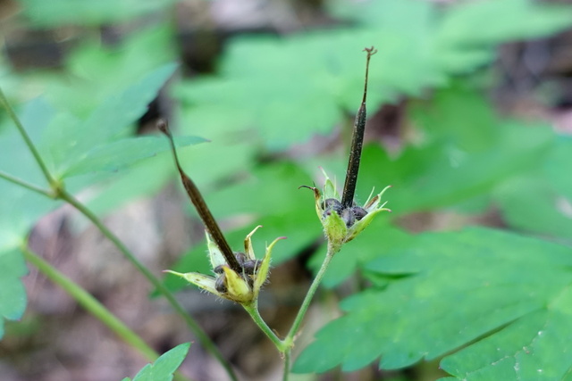 Geranium maculatum - seedpods