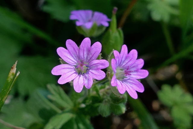 Geranium molle