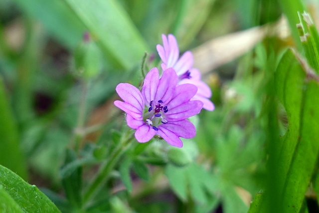 Geranium molle