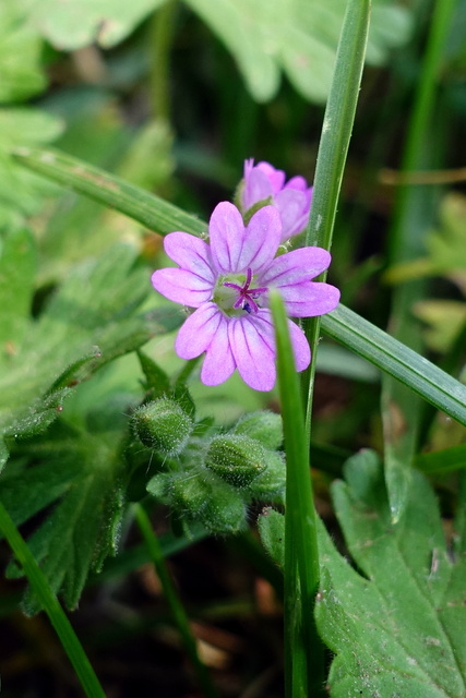 Geranium molle