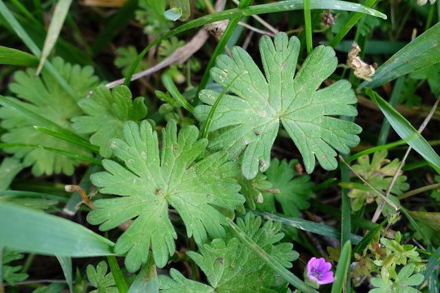 Geranium molle - leaves