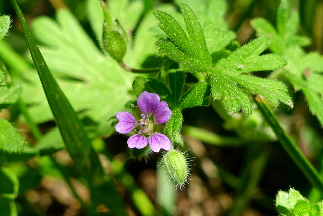 Geranium pusillum