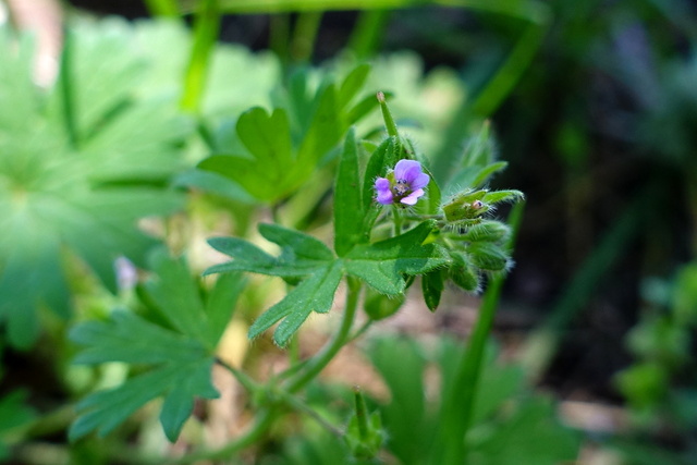 Geranium pusillum