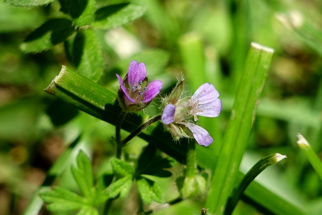 Geranium pusillum