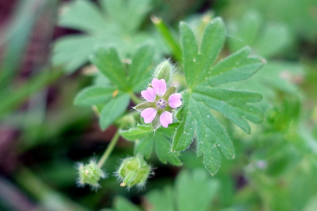 Geranium pusillum