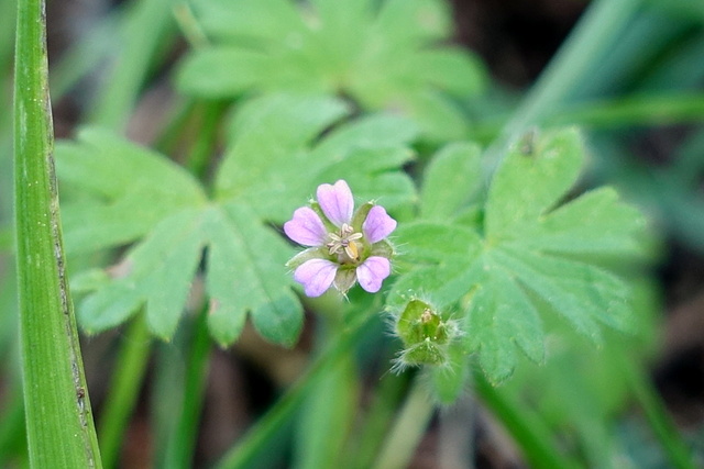 Geranium pusillum