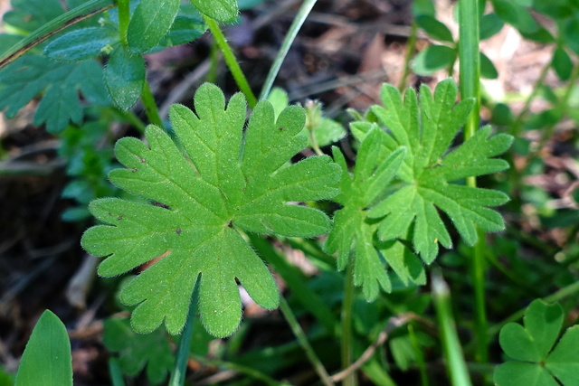 Geranium pusillum - leaves