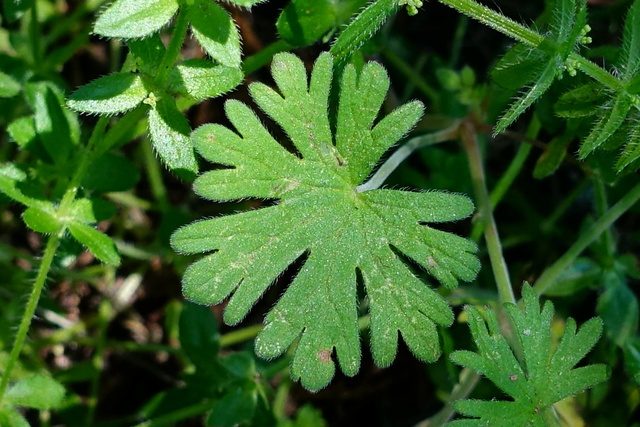 Geranium pusillum - leaves