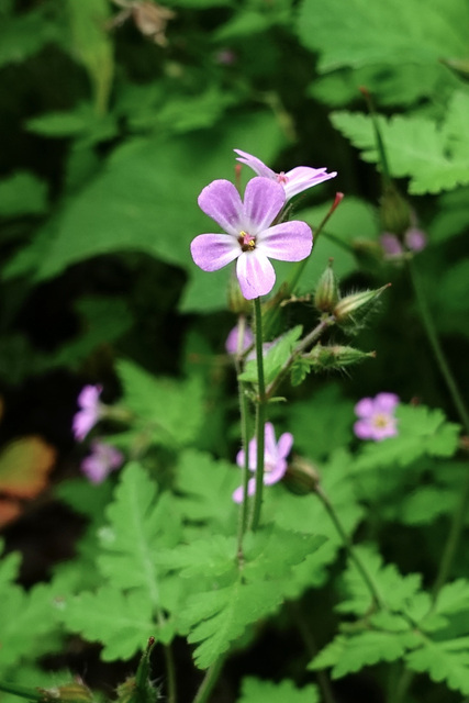 Geranium robertianum
