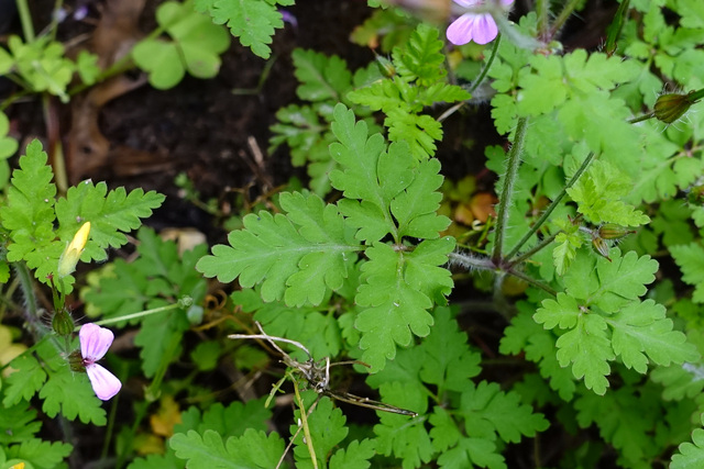 Geranium robertianum - leaves