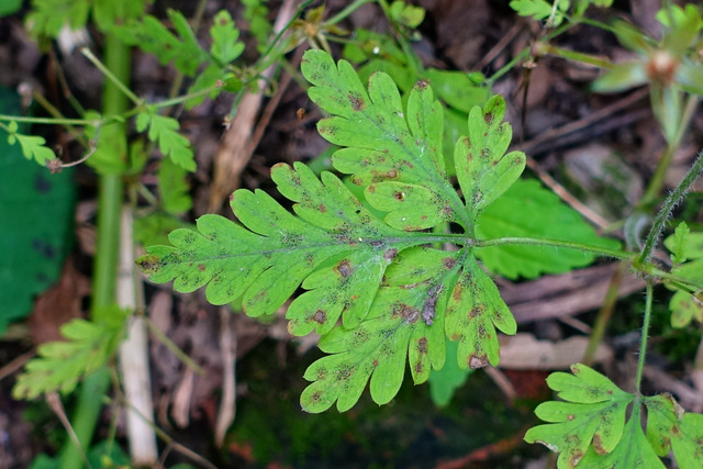 Geranium robertianum - leaves