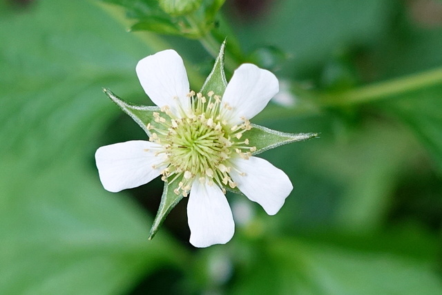 Geum canadense