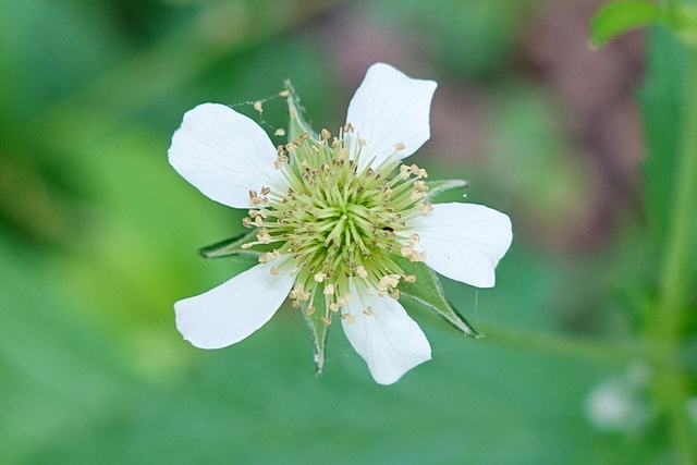 Geum canadense