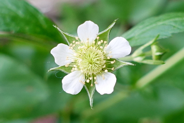 Geum canadense