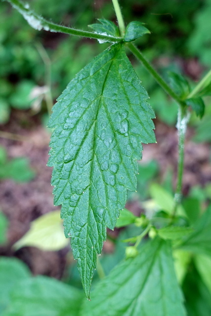 Geum canadense - leaves