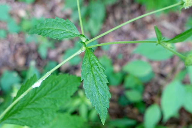 Geum canadense - leaves