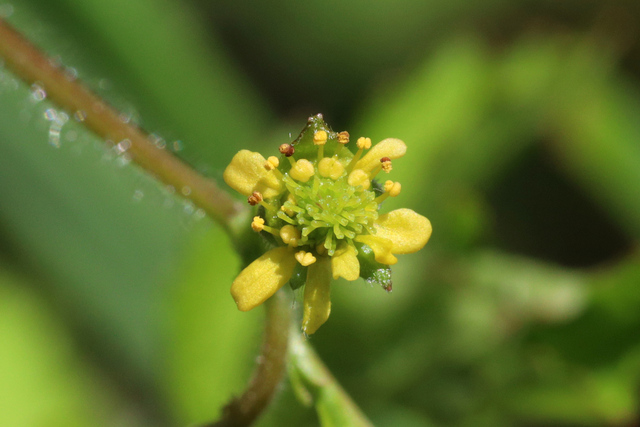 Geum vernum