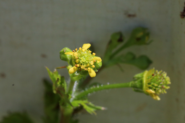 Geum vernum