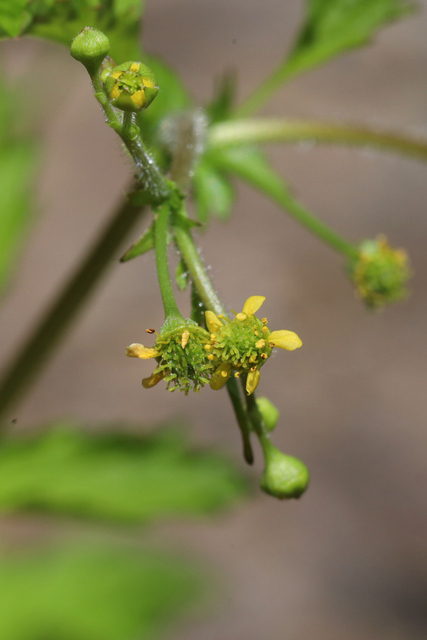 Geum vernum