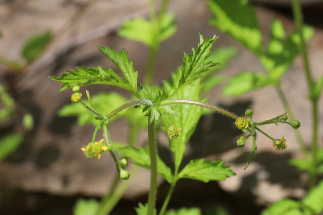 Geum vernum