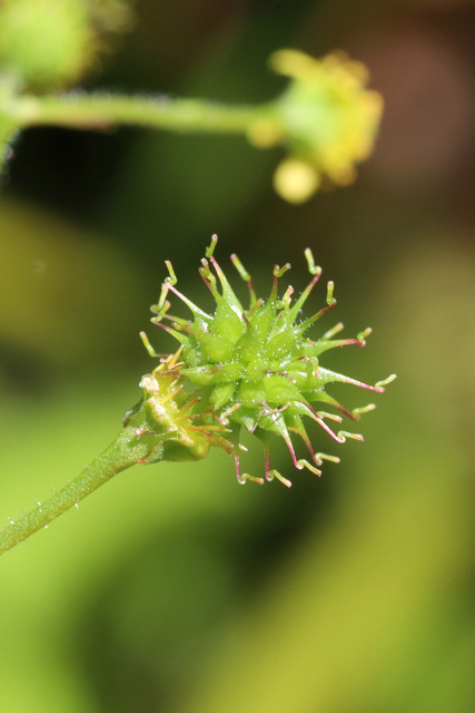 Geum vernum