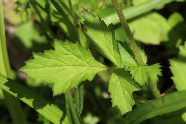 Geum vernum - leaves