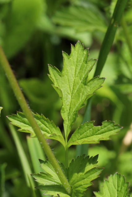 Geum vernum - leaves