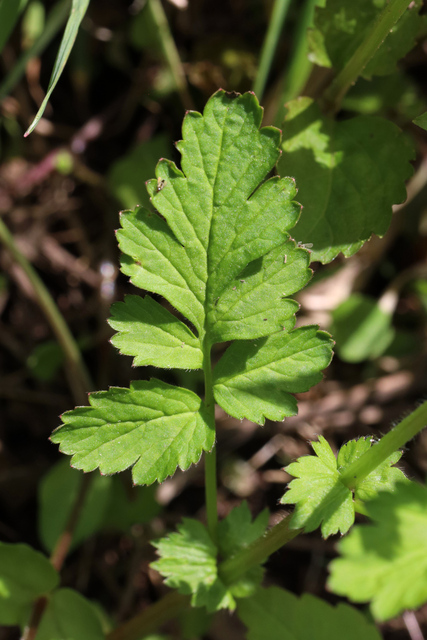 Geum vernum - leaves