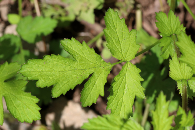 Geum vernum - leaves