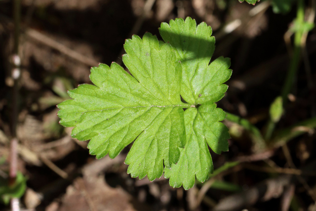 Geum vernum - leaves