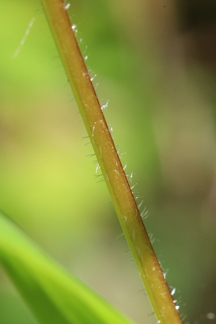 Geum vernum - stem