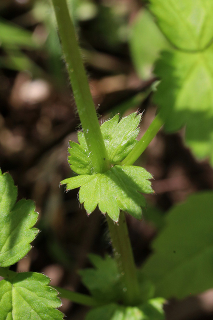 Geum vernum - stem