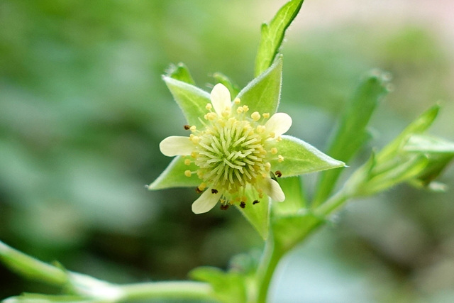 Geum virginianum