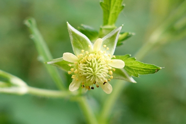 Geum virginianum