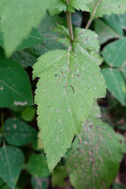 Geum virginianum - leaves