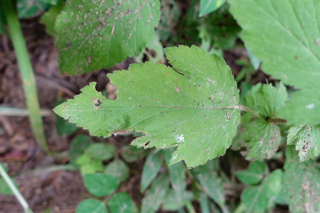 Geum virginianum - leaves