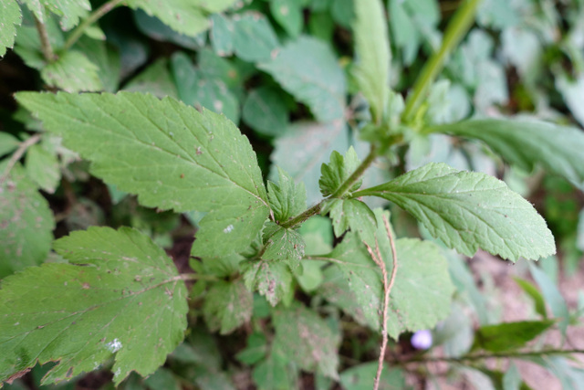 Geum virginianum - leaves