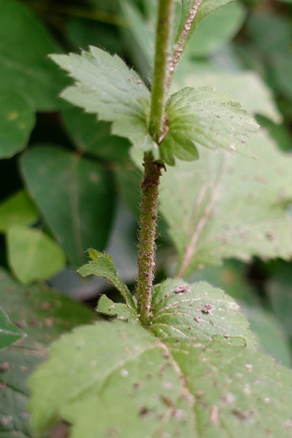 Geum virginianum - stem