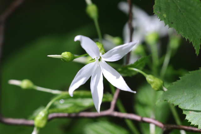 Gillenia trifoliata
