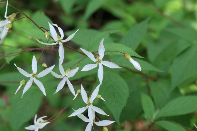 Gillenia trifoliata